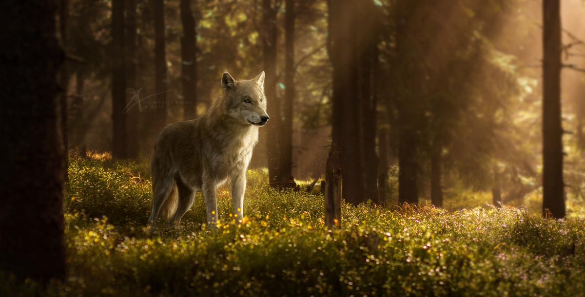 Волк в лесу ночью