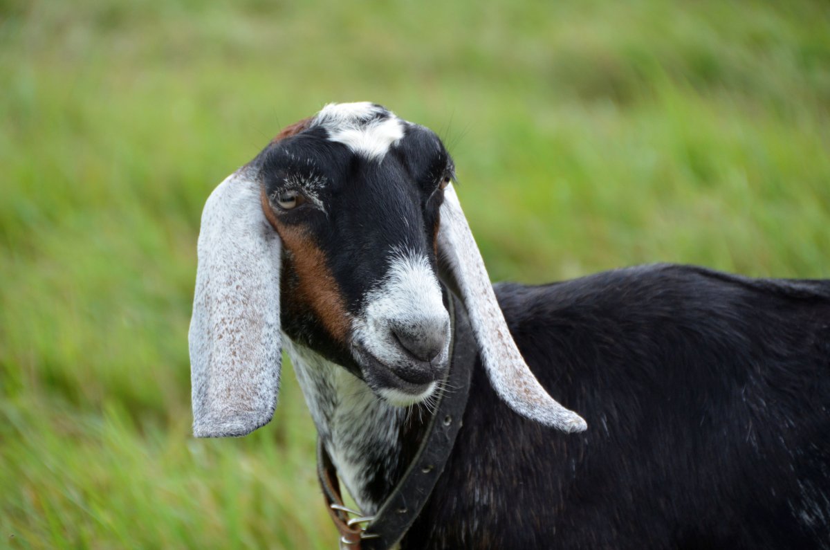 Вислоухие козы нубийский