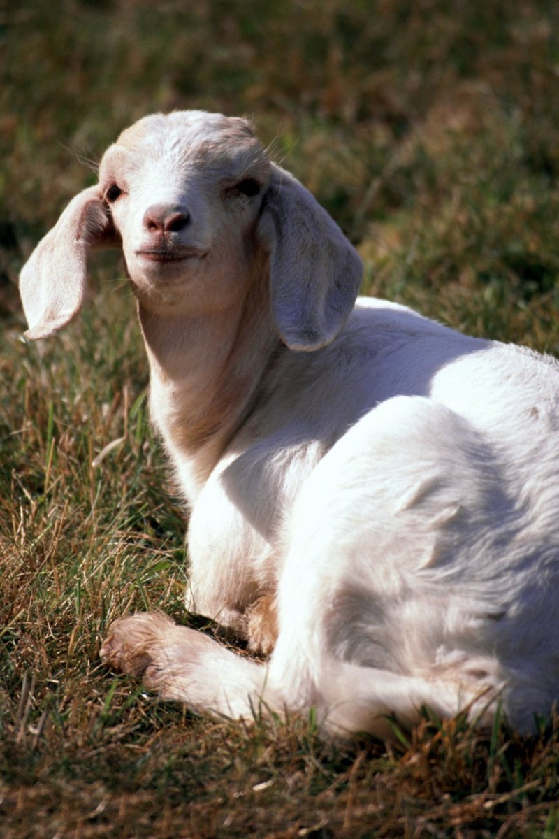 Зааненская коза вислоухая