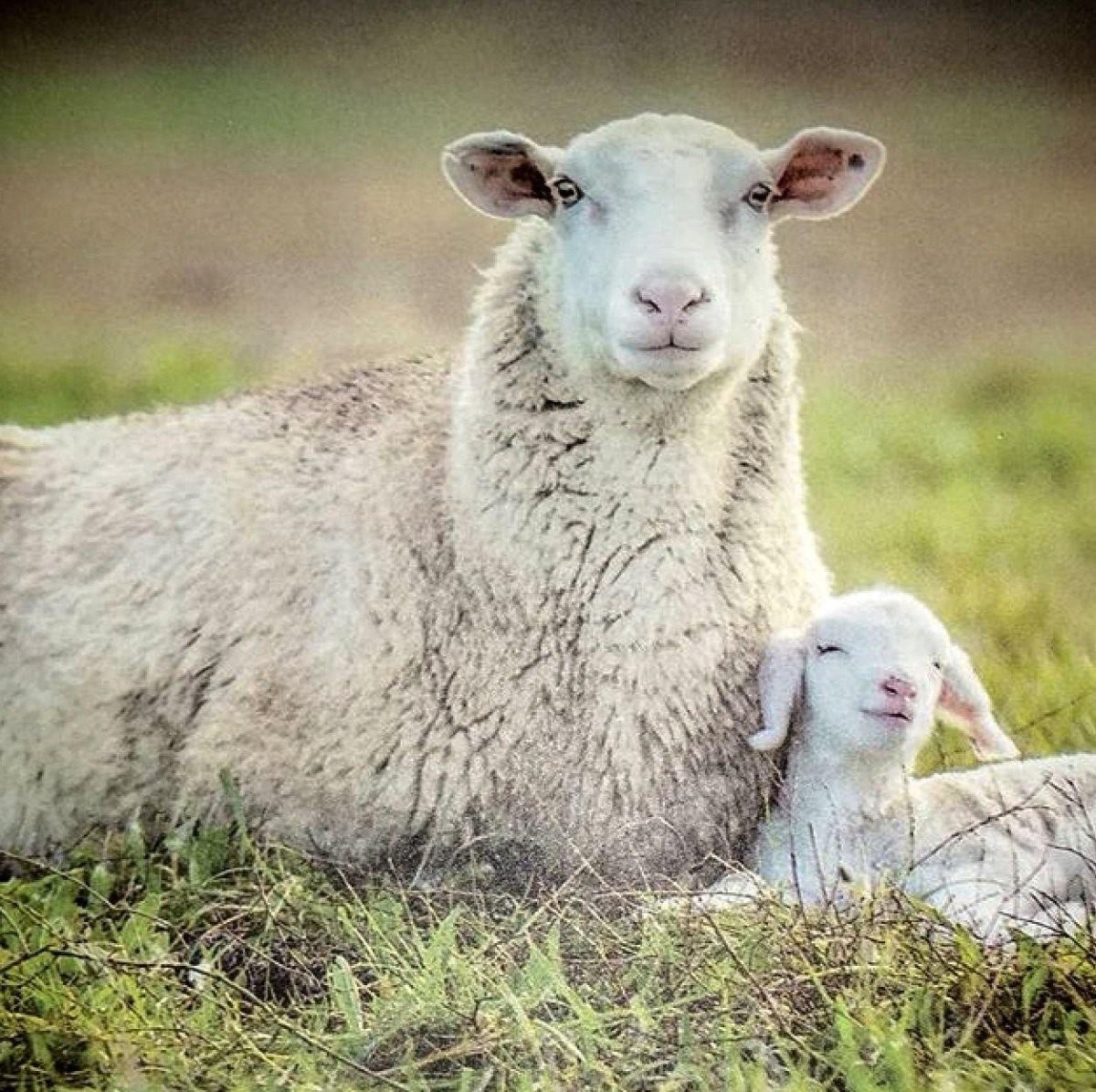 Вислоухие ягнята