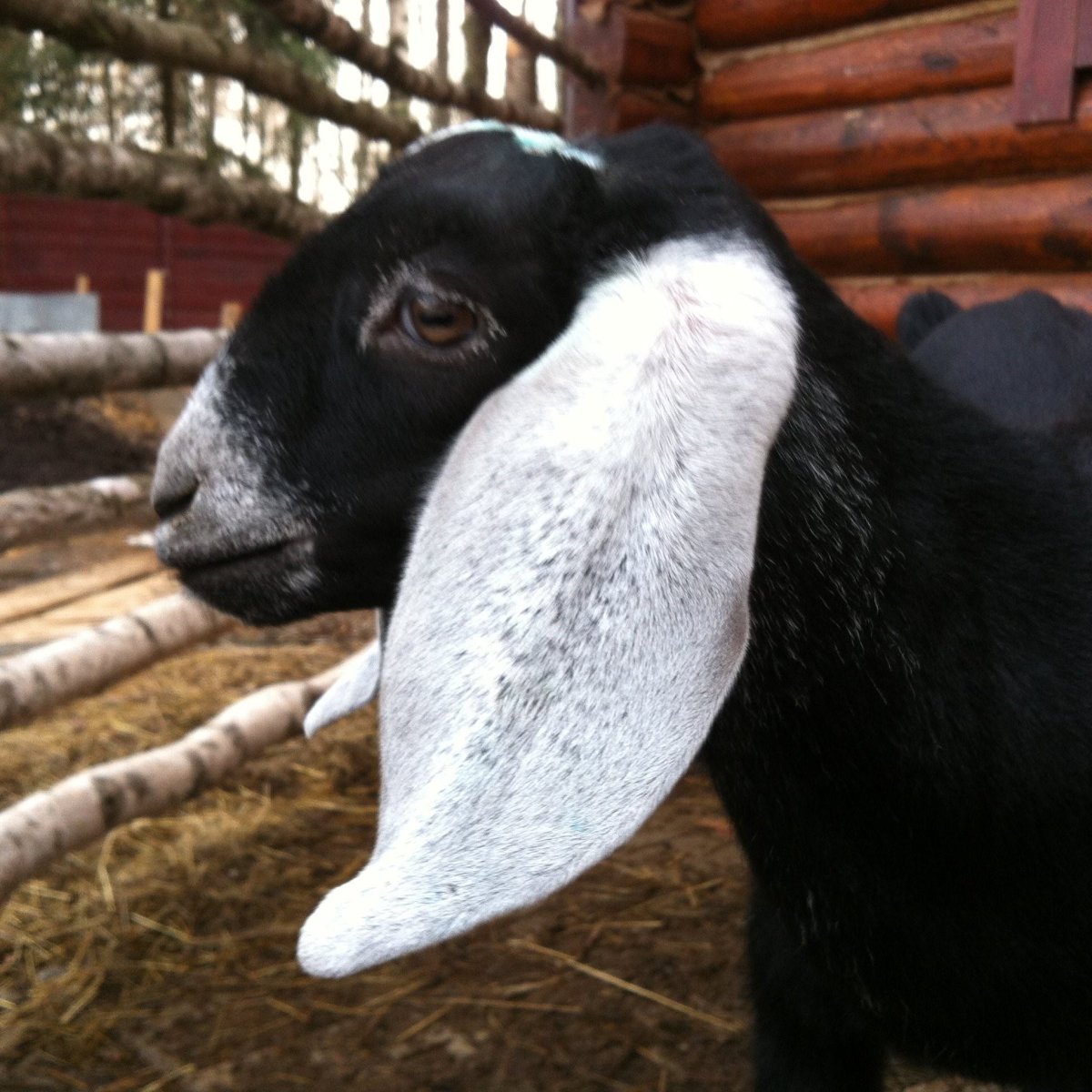 Нубийская коза черная