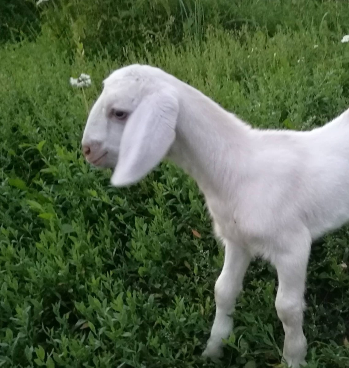 Белые англо нубийские козы