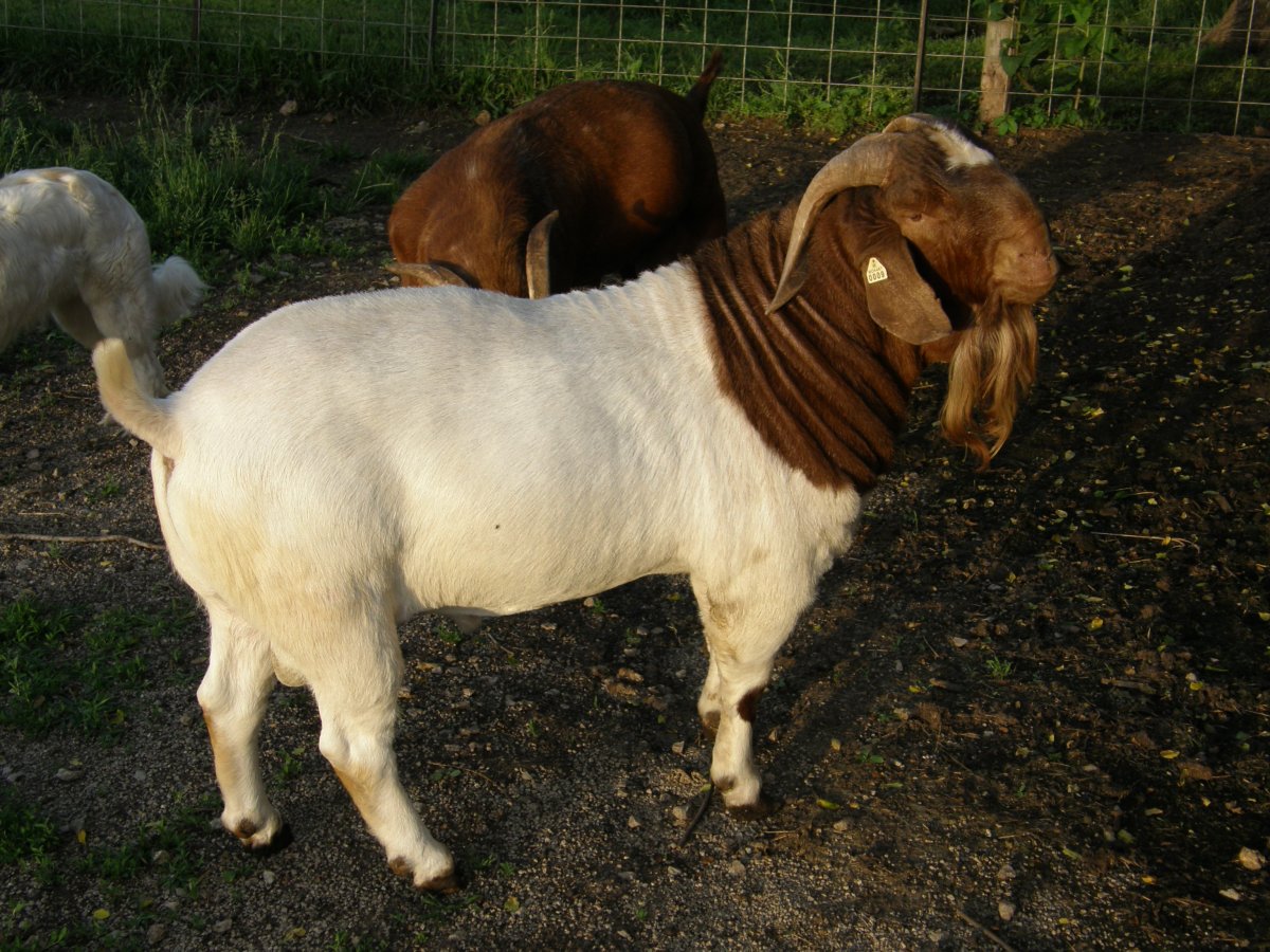 Бурские козы