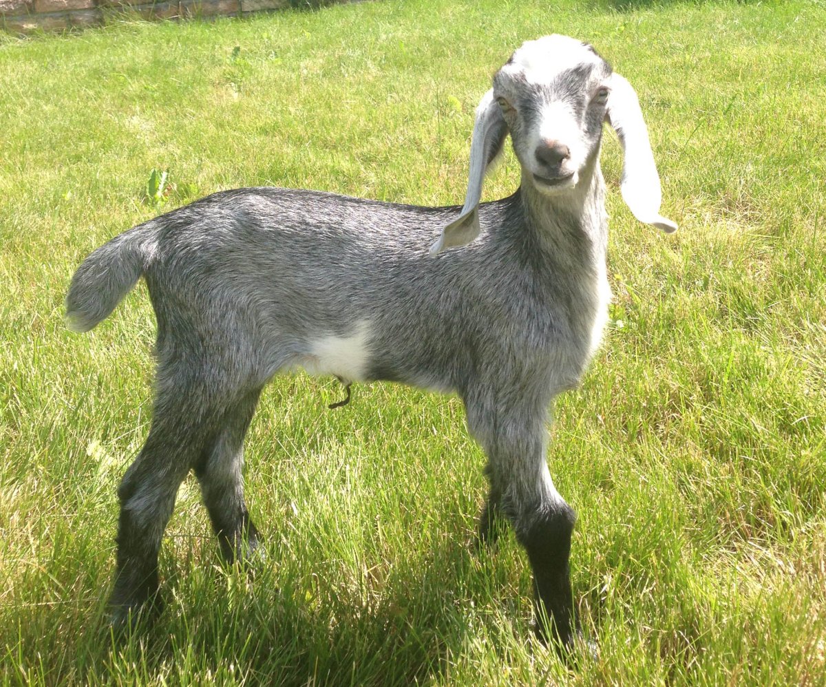 Нубийская коза серая