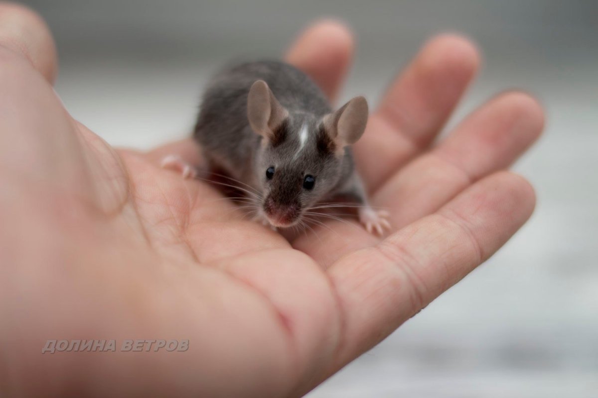 Сатиновая мышь Дамбо Золотая