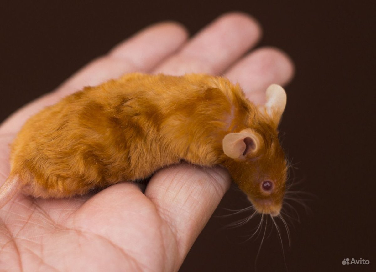 Сатиновая крыса рекс