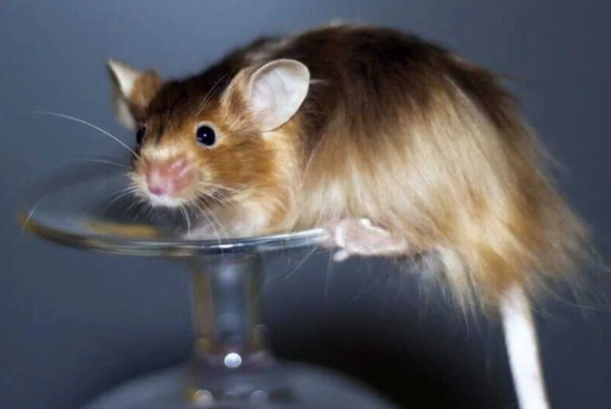 Сатиновая крыса