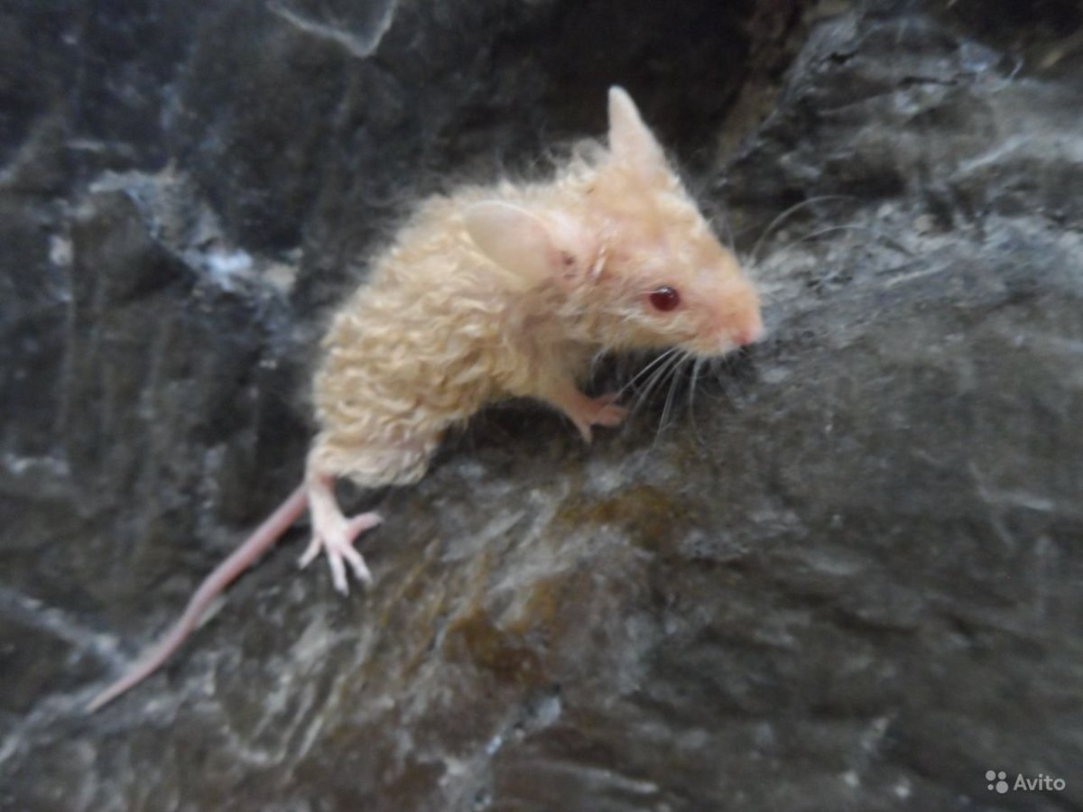Сатиновая мышь была кудрявая а стала прямая шерсть