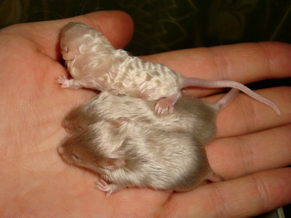 Сатиновая крыса рекс