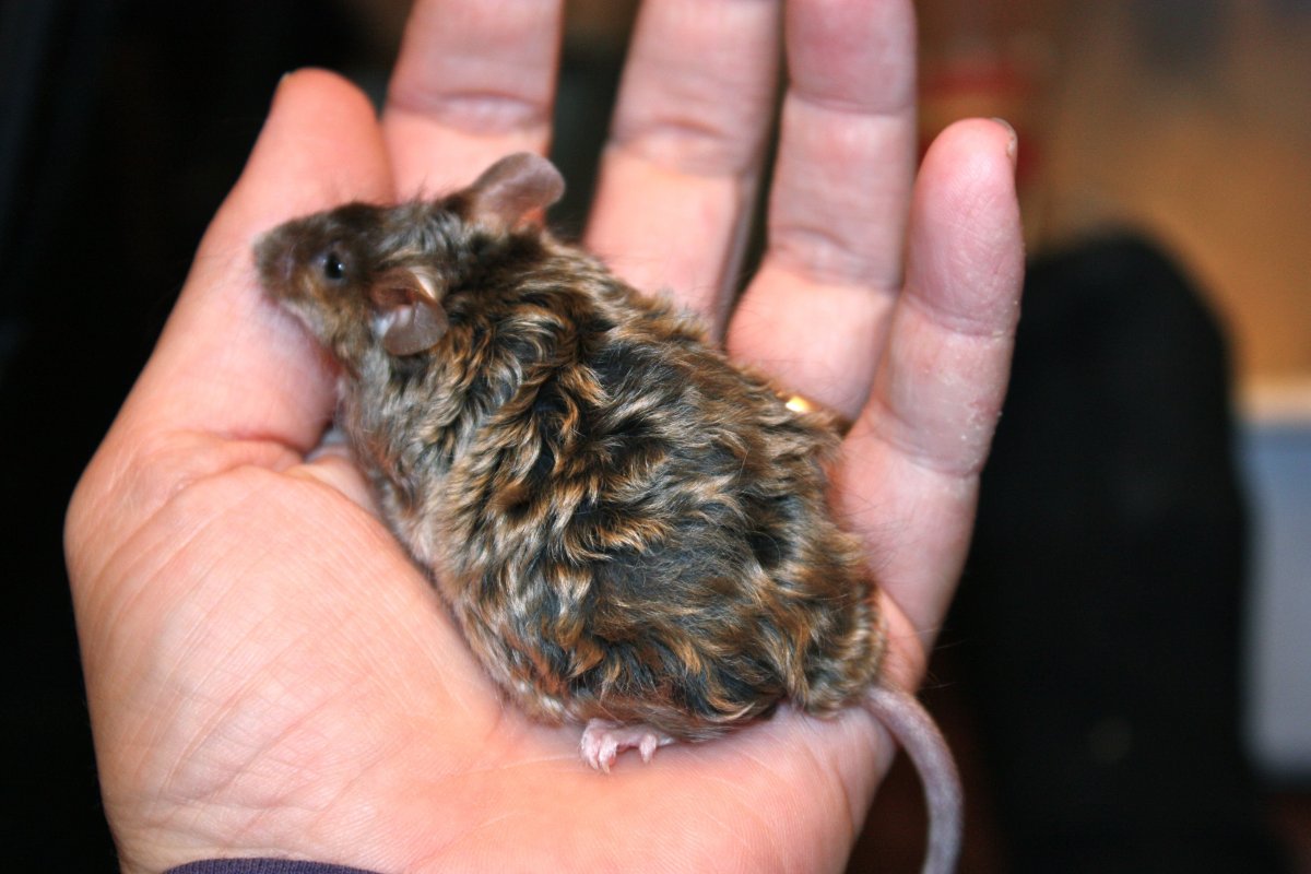 Сатиновая мышь Дамбо Золотая