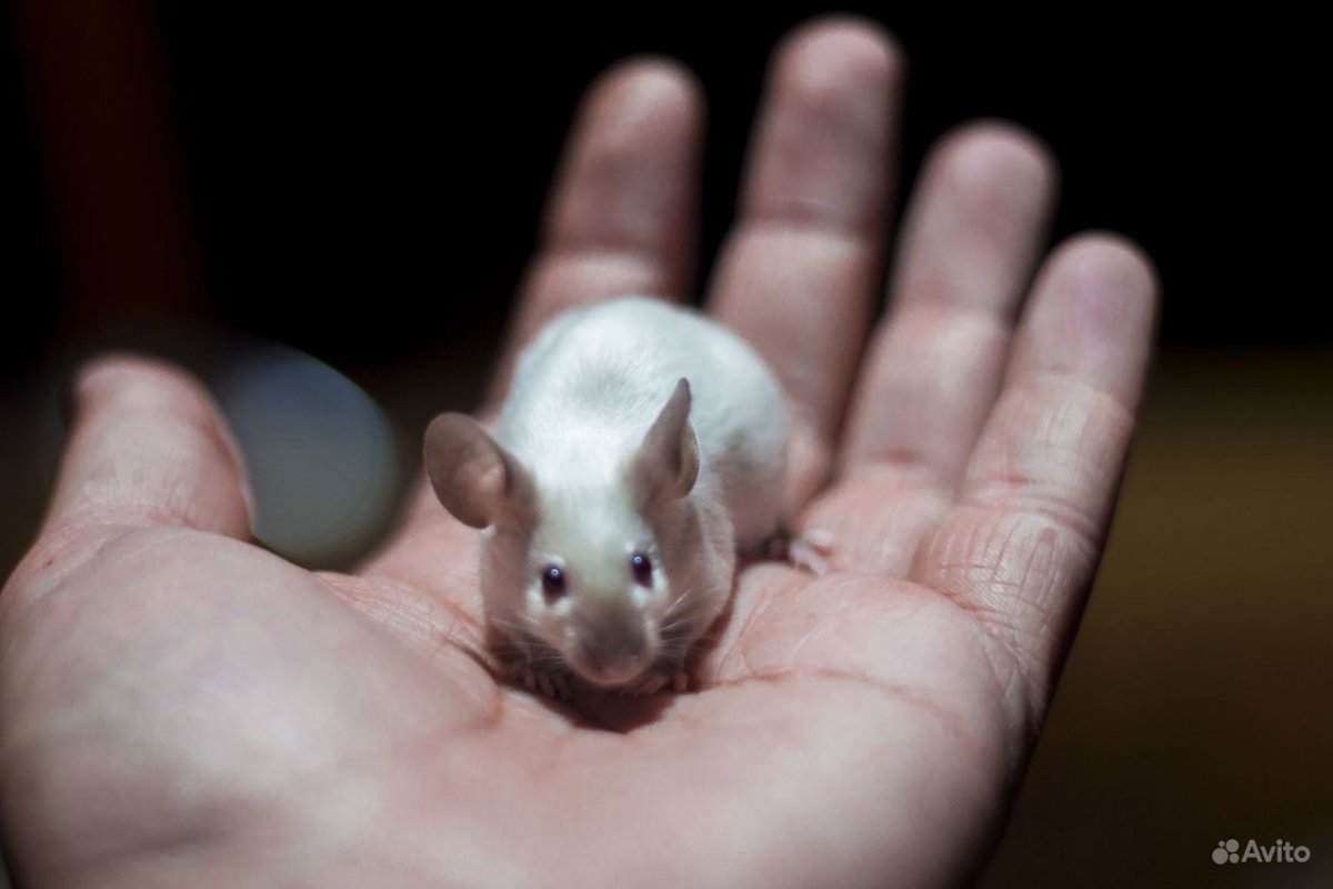 Сиамская сатиновая мышь