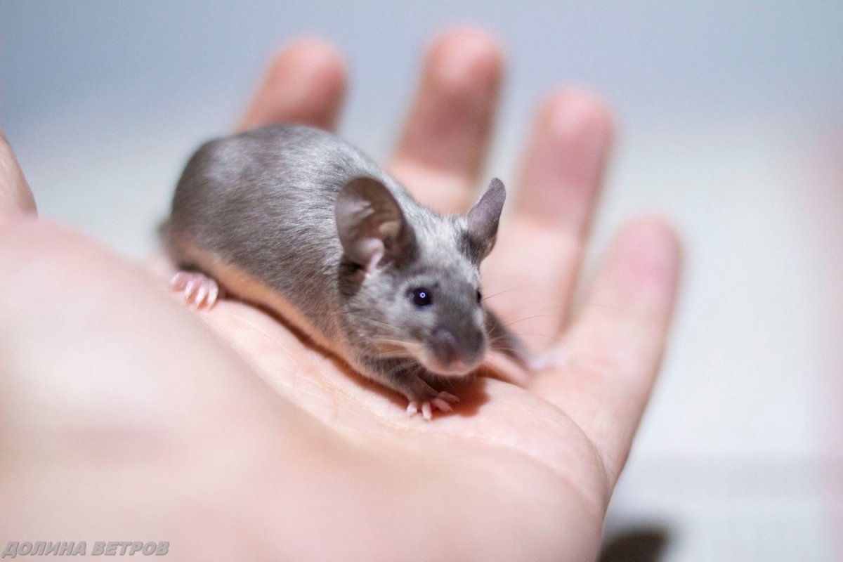 Сатиновая мышь Блэк Тан рекс