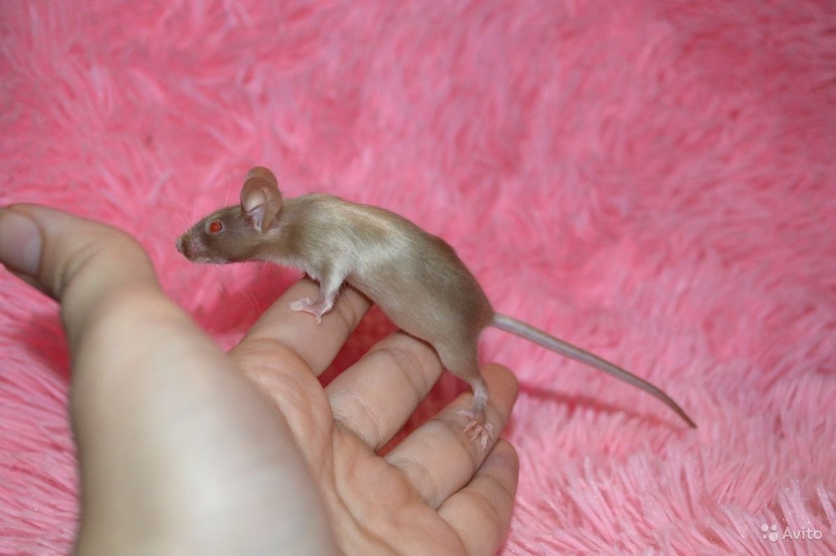 Сатиновых мышей Фоксы