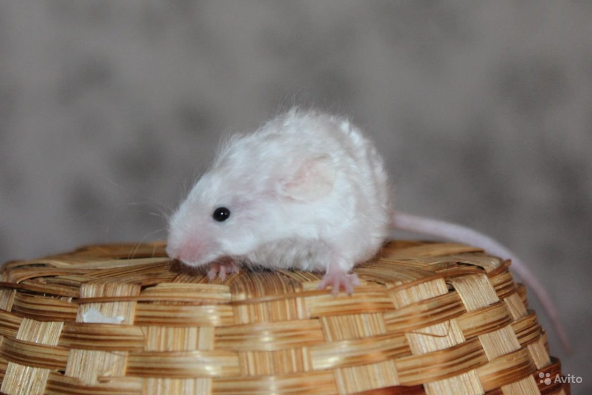 Длинношерстные мыши Тексель