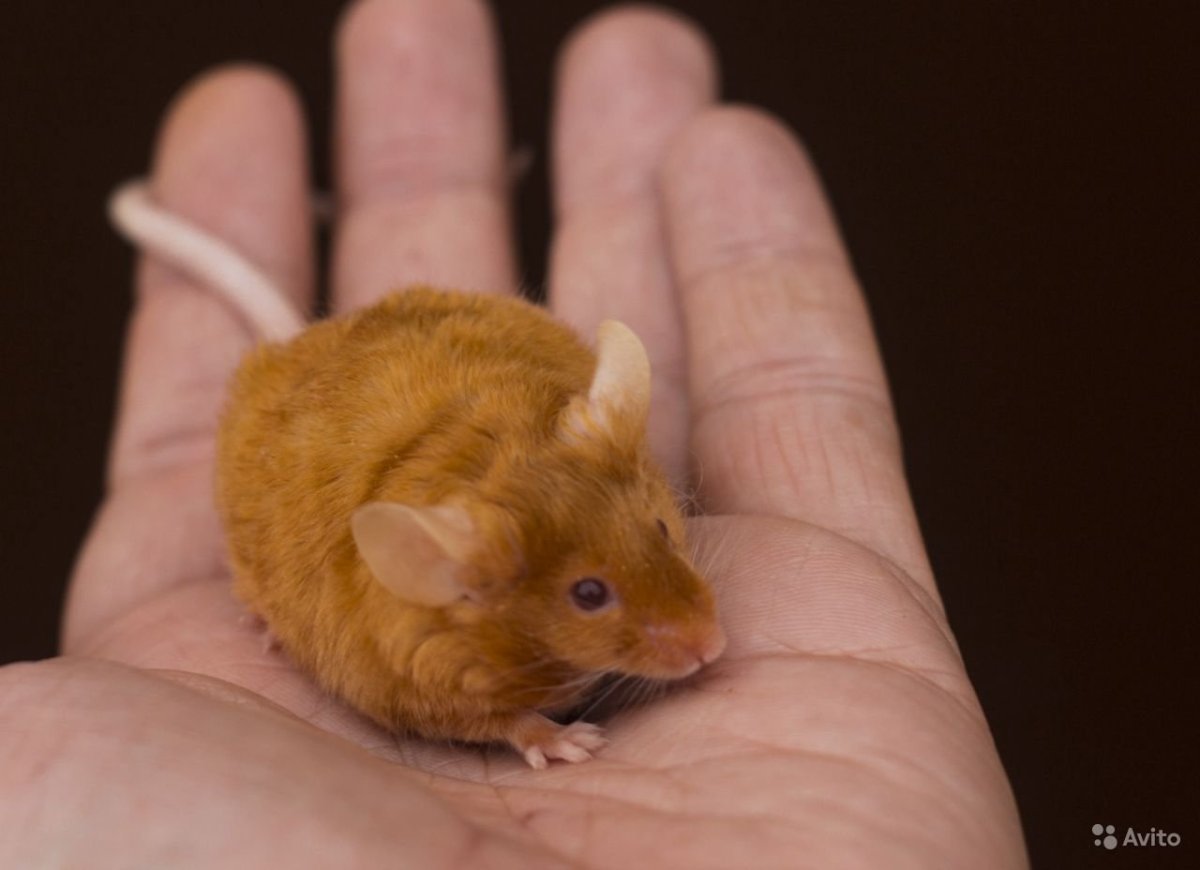 Мышь сатиновая рекс Золотая