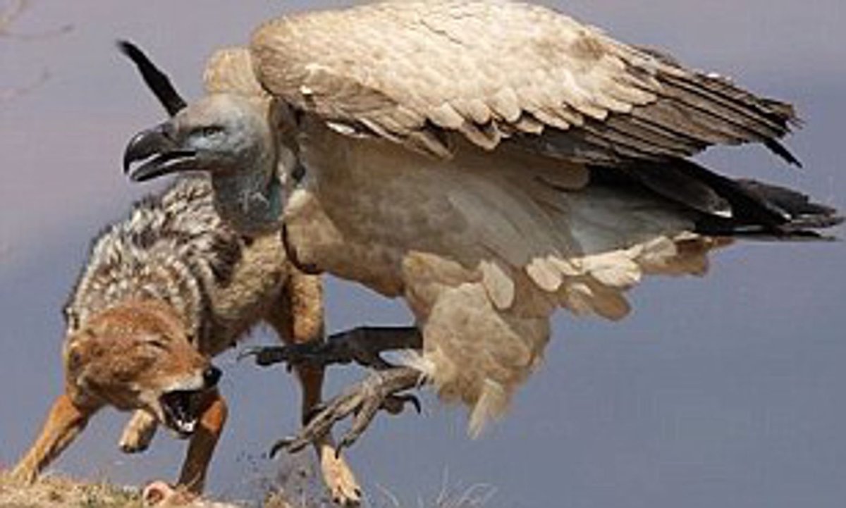 Животные и птицы падальщики