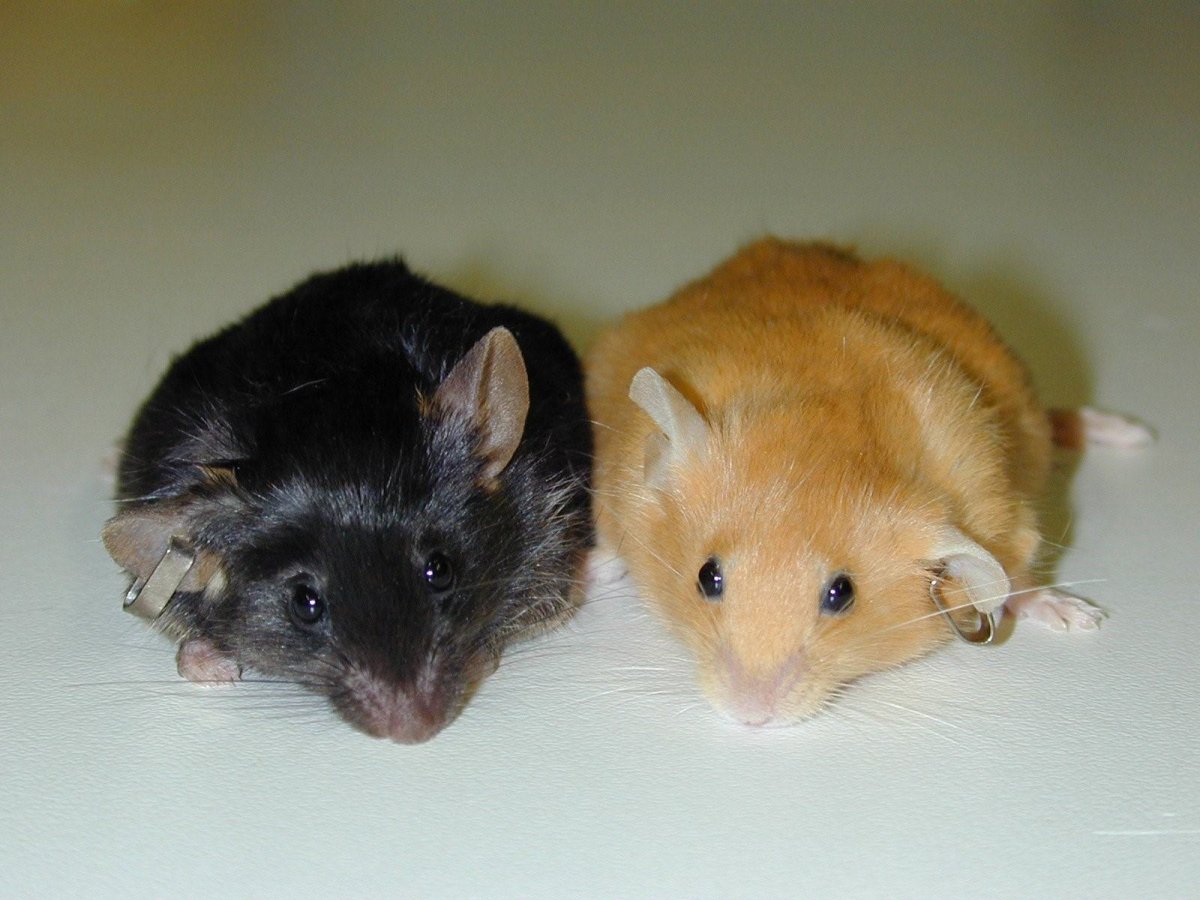 Агути мышь сатиновая