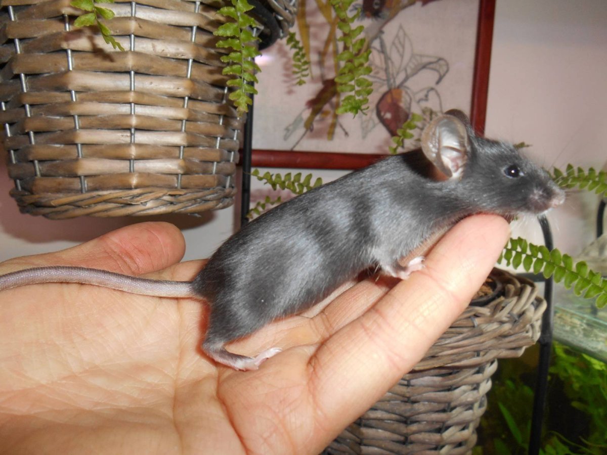 Мыши сатиновые Дамбо