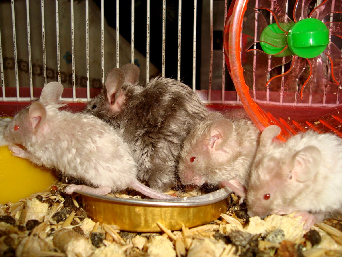 Продаются мышата