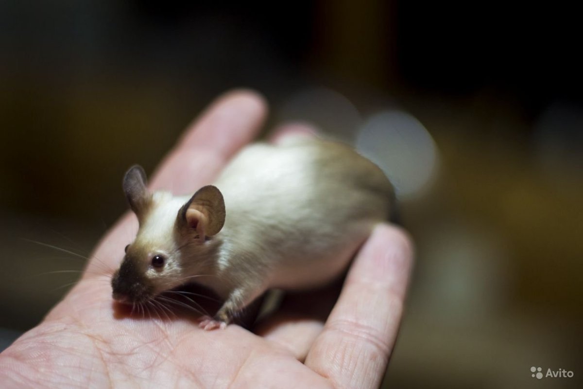 Крыса Дамбо Сиамская