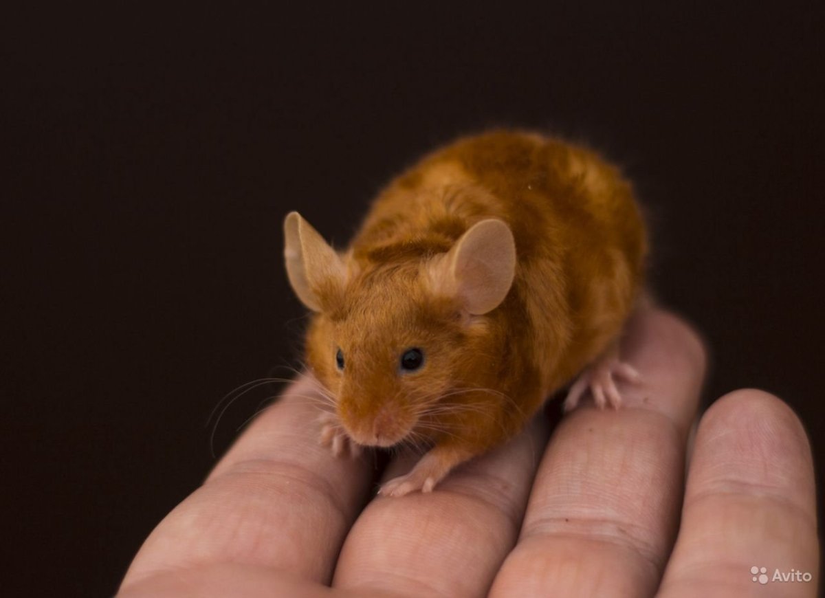 Сатиновый рекс мышь