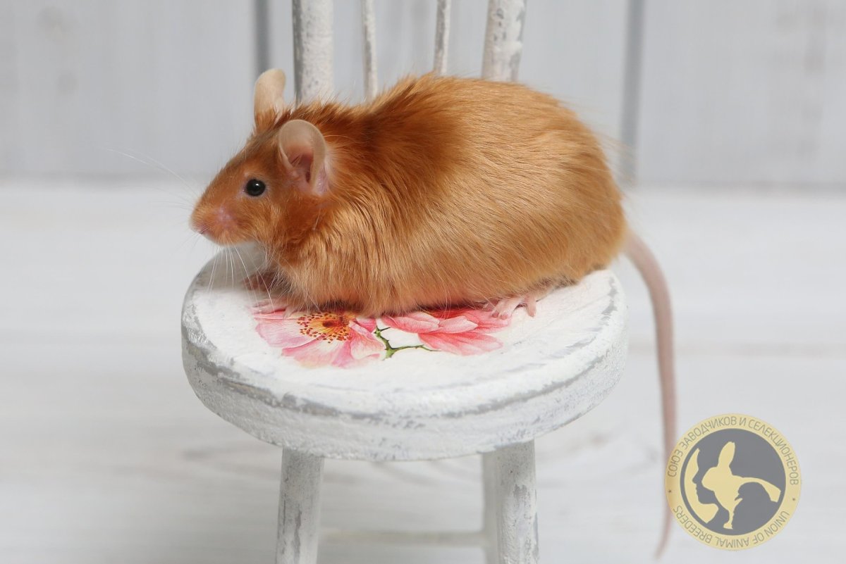 Рыжая сатиновая мышь