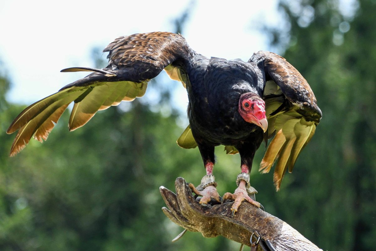 Хищные птицы Азии