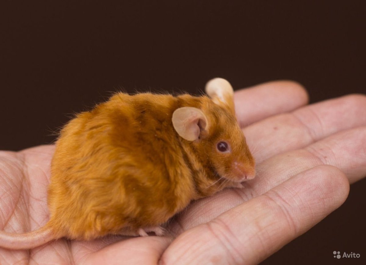 Сатиновая крыса Дамбо