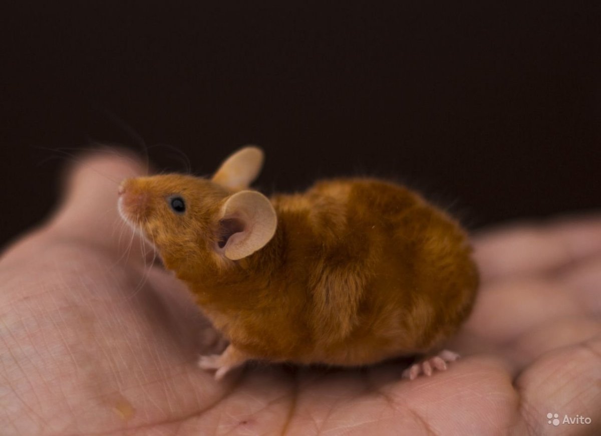 Декоративные сатиновые мыши рекс