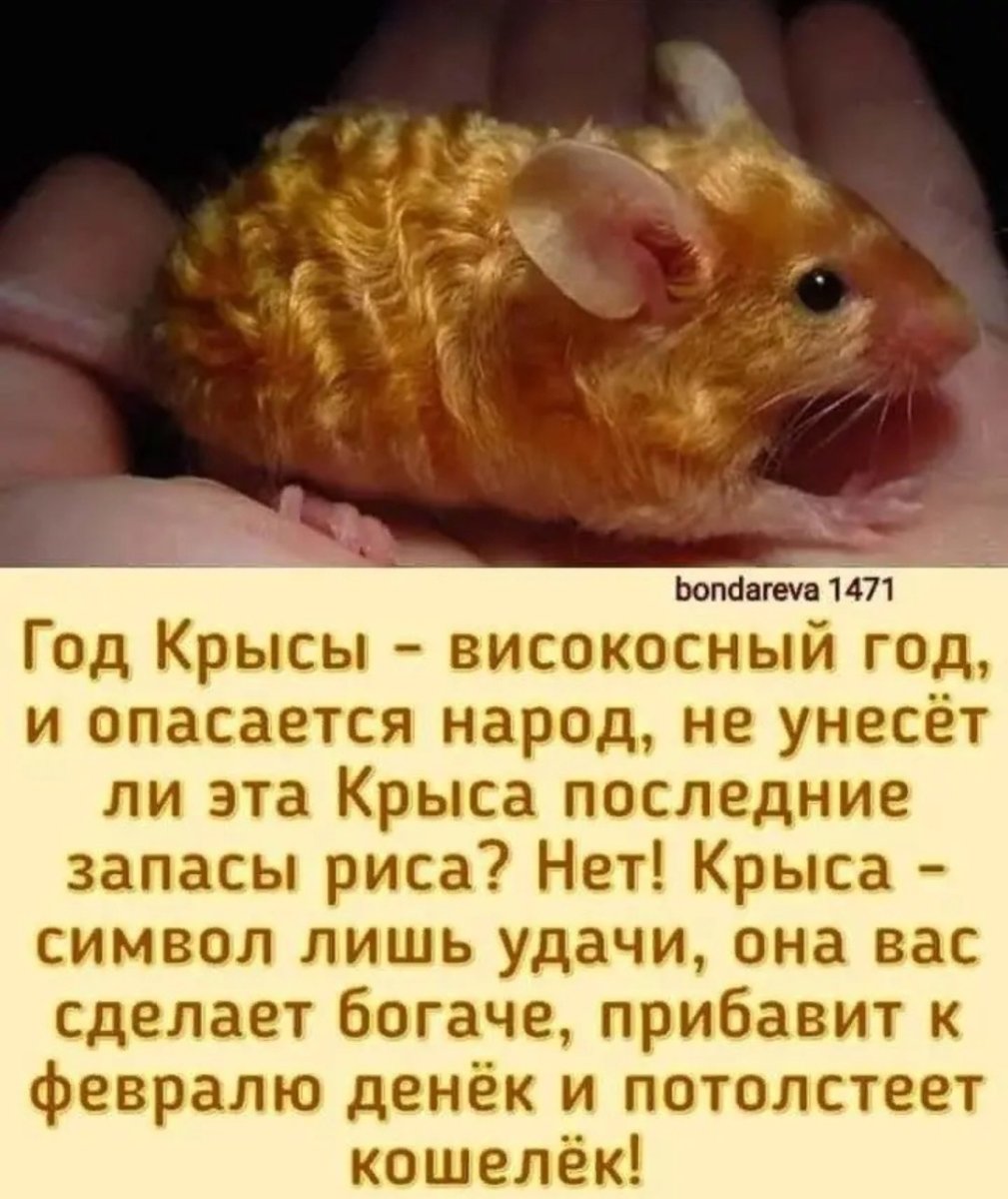 Високосные года в год крысы