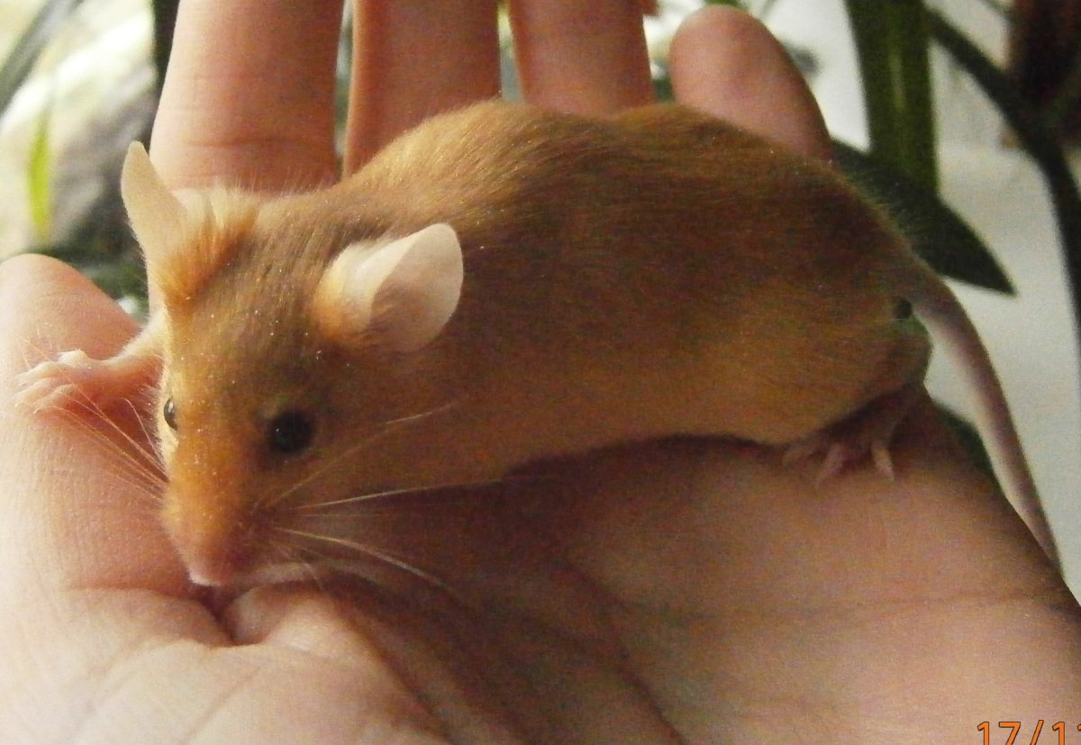 Сатиновая мышь