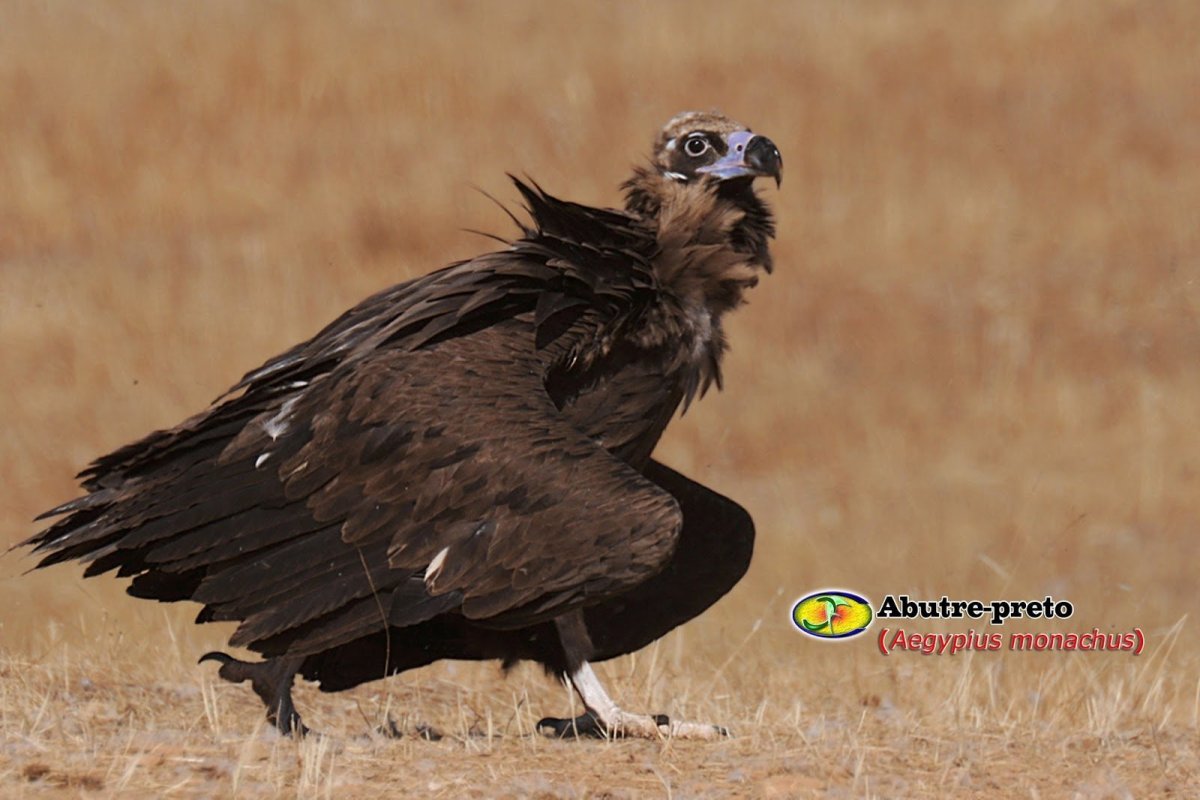 Cinereous Vulture