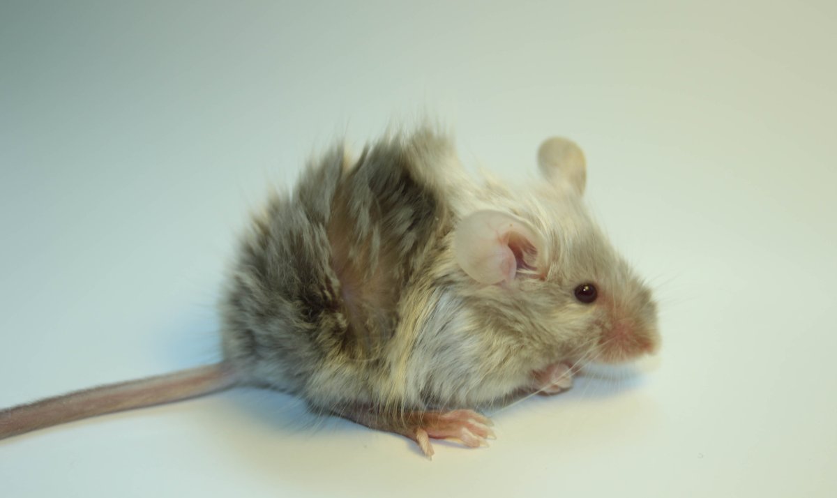 Крыса Лонгхейр