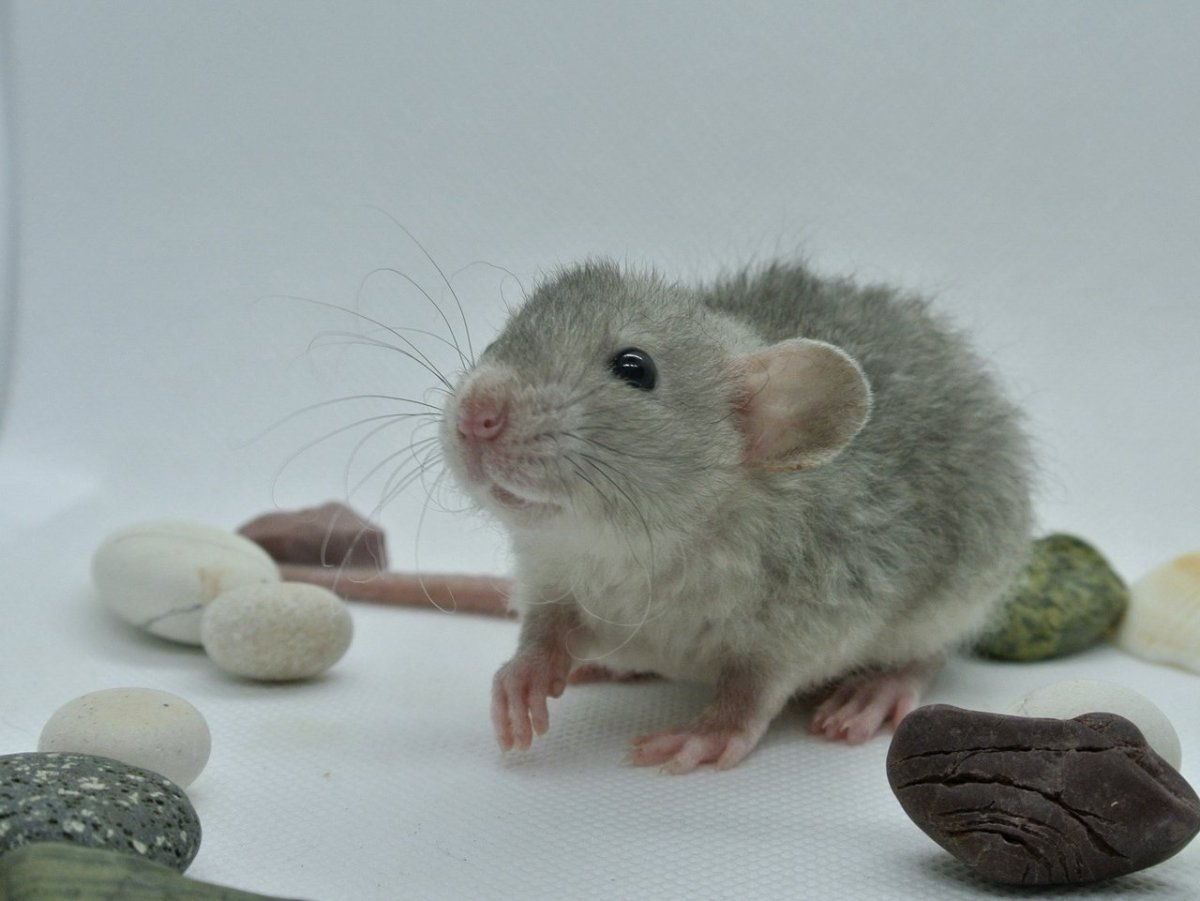 Крыса Дамбо рекс