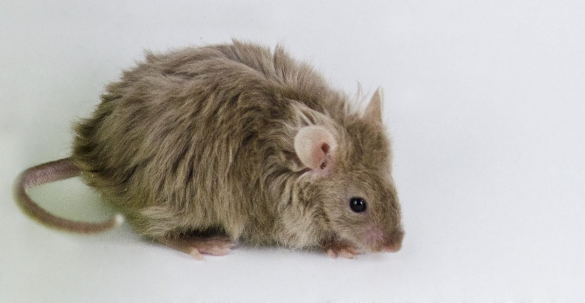 Крыса Манкс