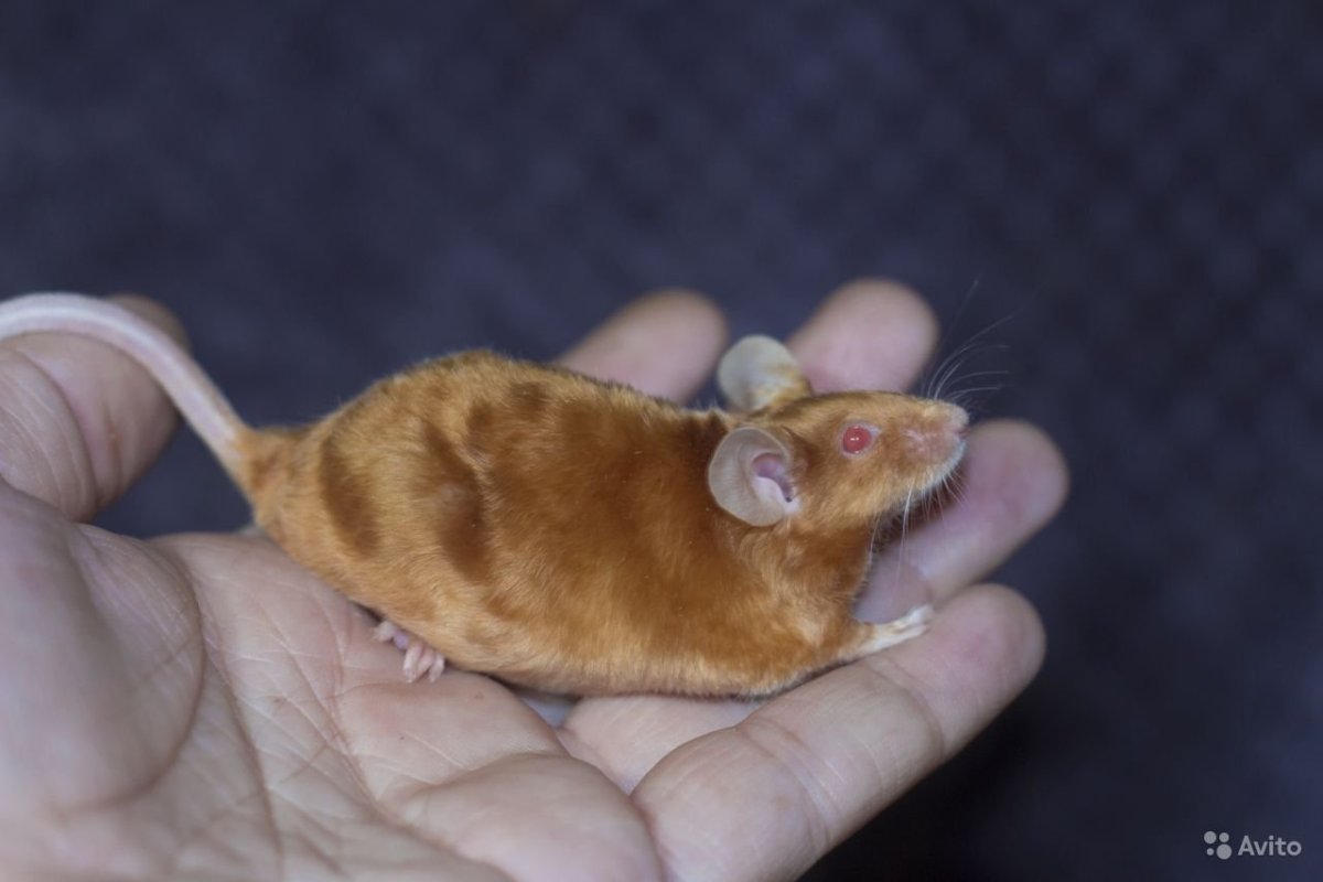 Рыжая сатиновая мышь