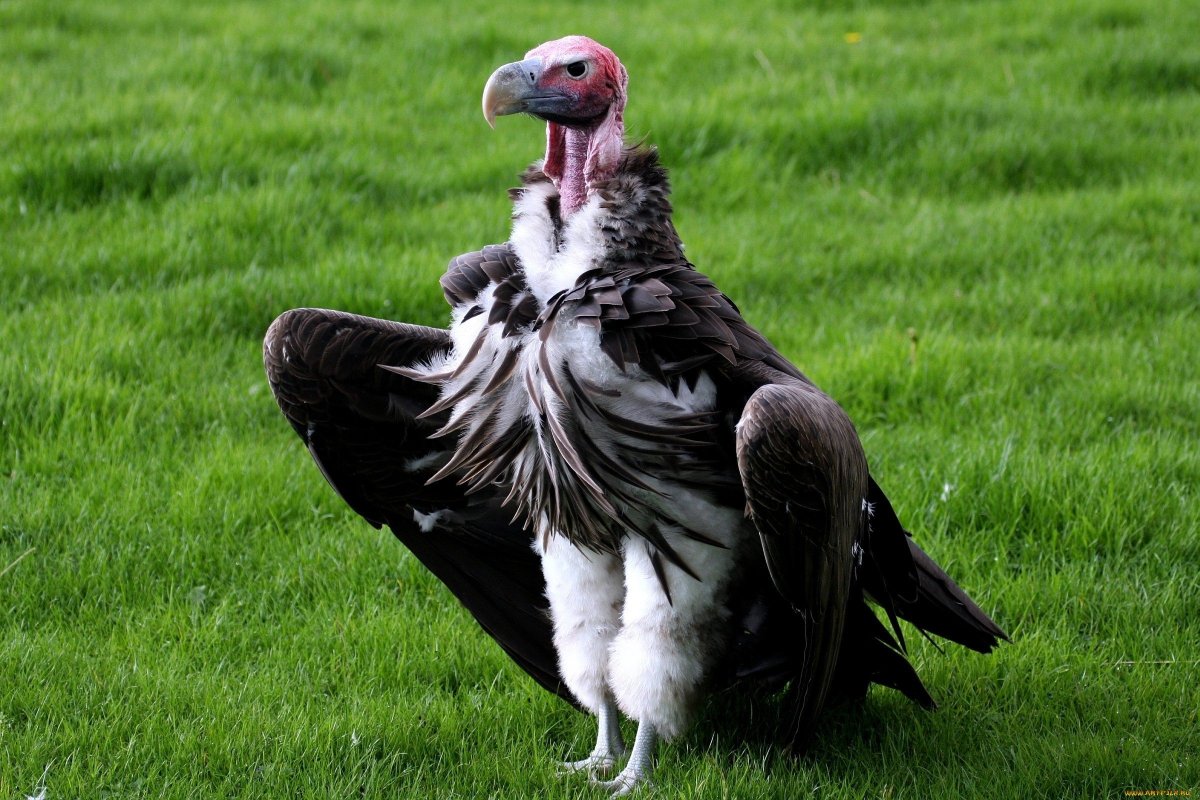 Птица падальщик гриф