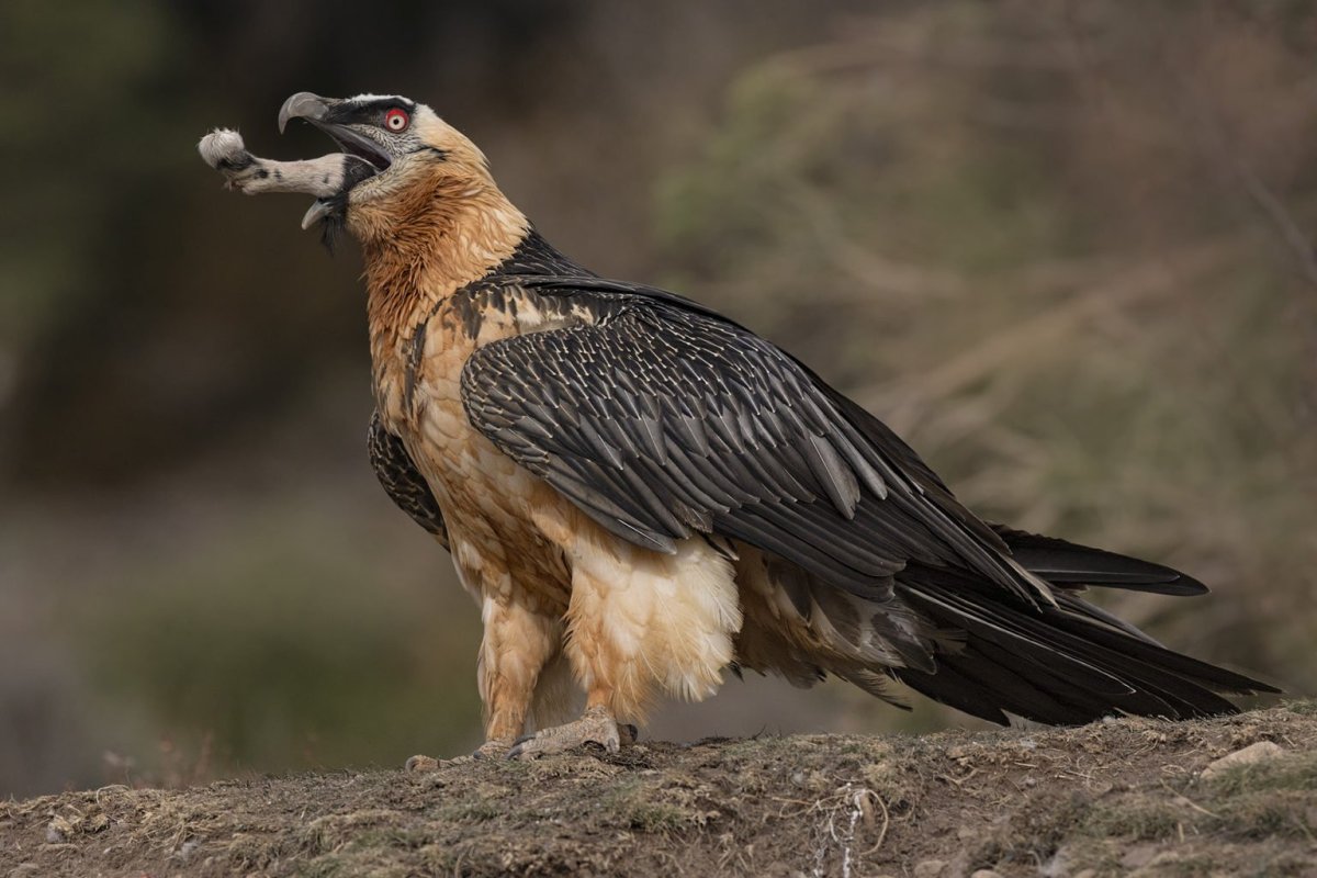 Орёл-ягнятник Бородач