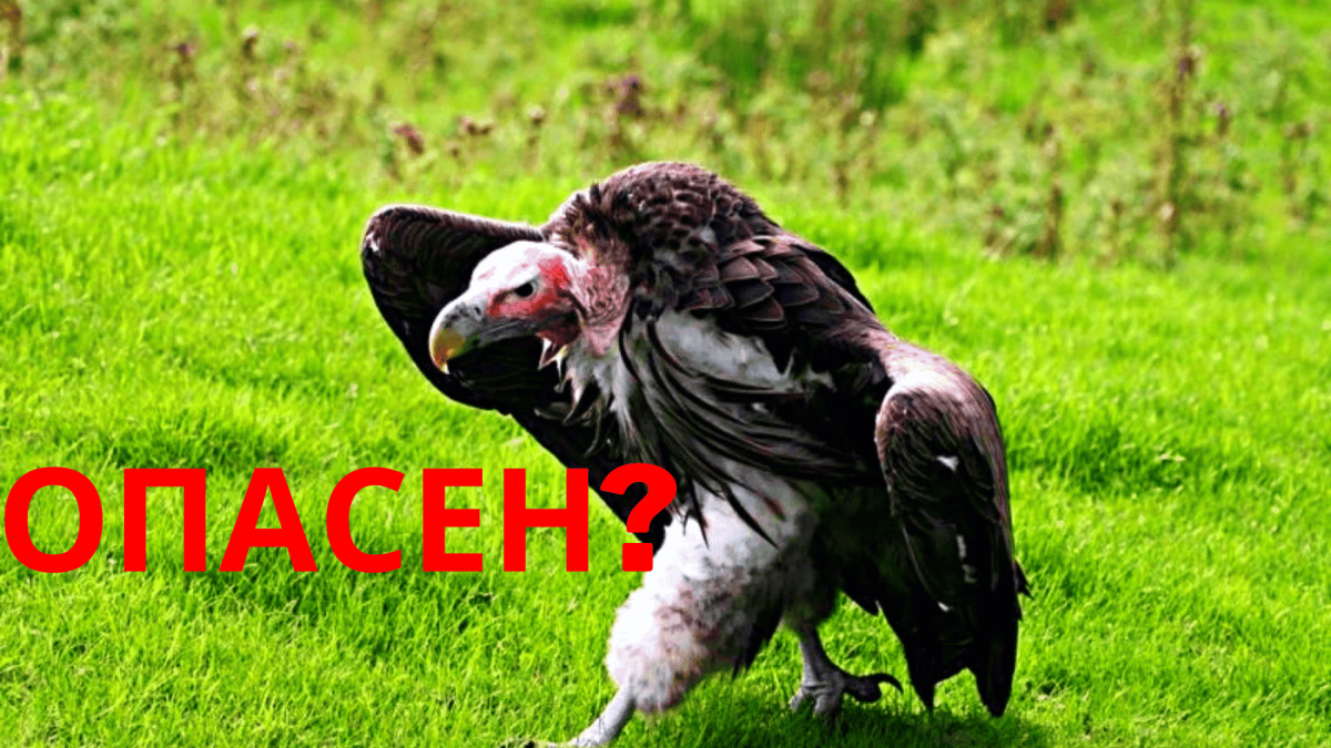 Африканский Ушастый гриф