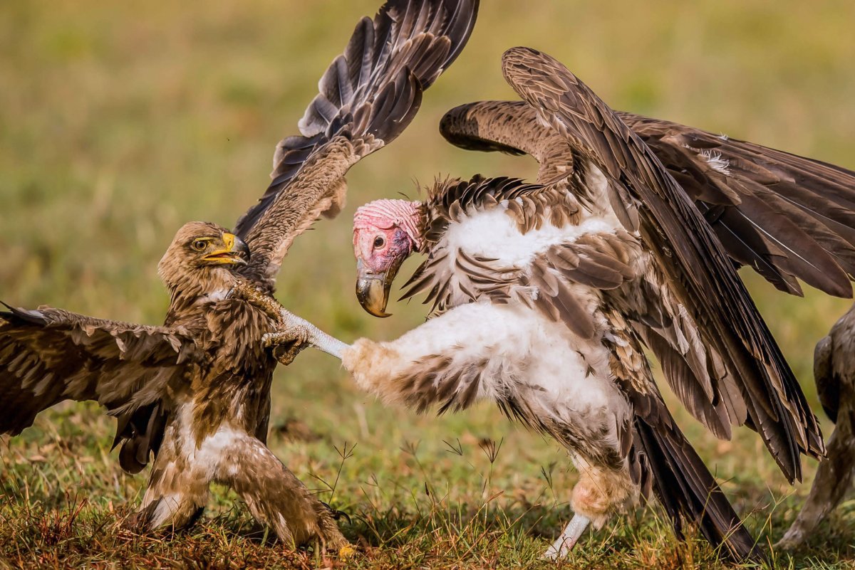 Орел против грифа