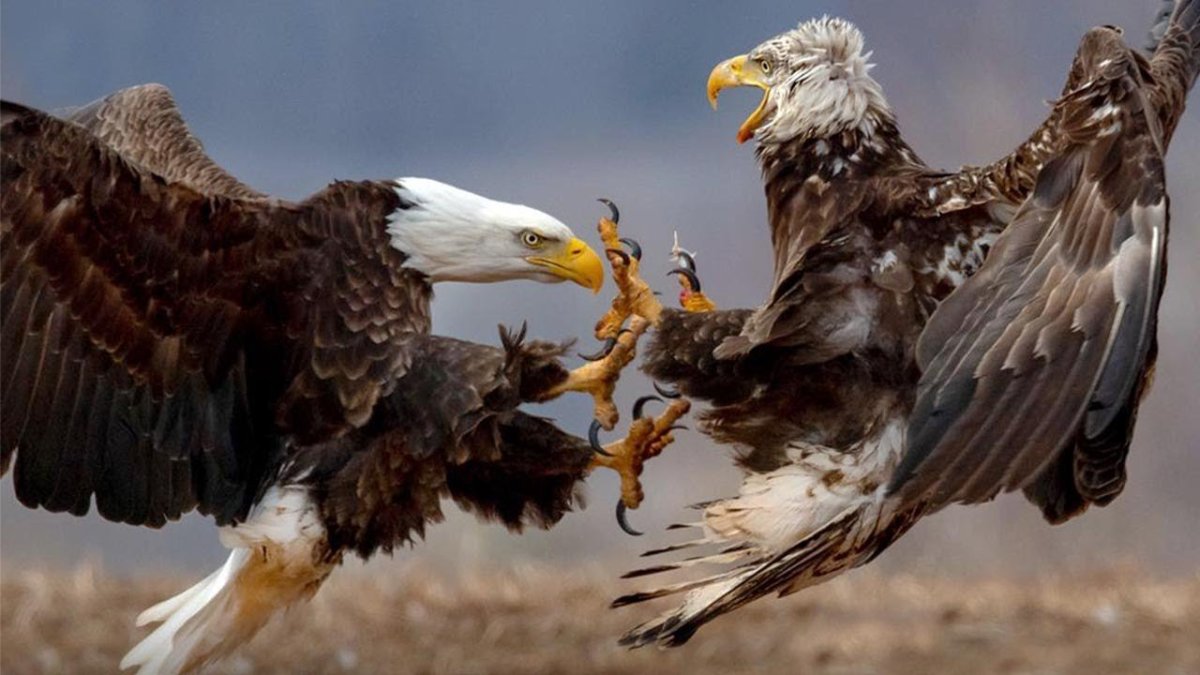 Белоголовый Орлан против Беркута