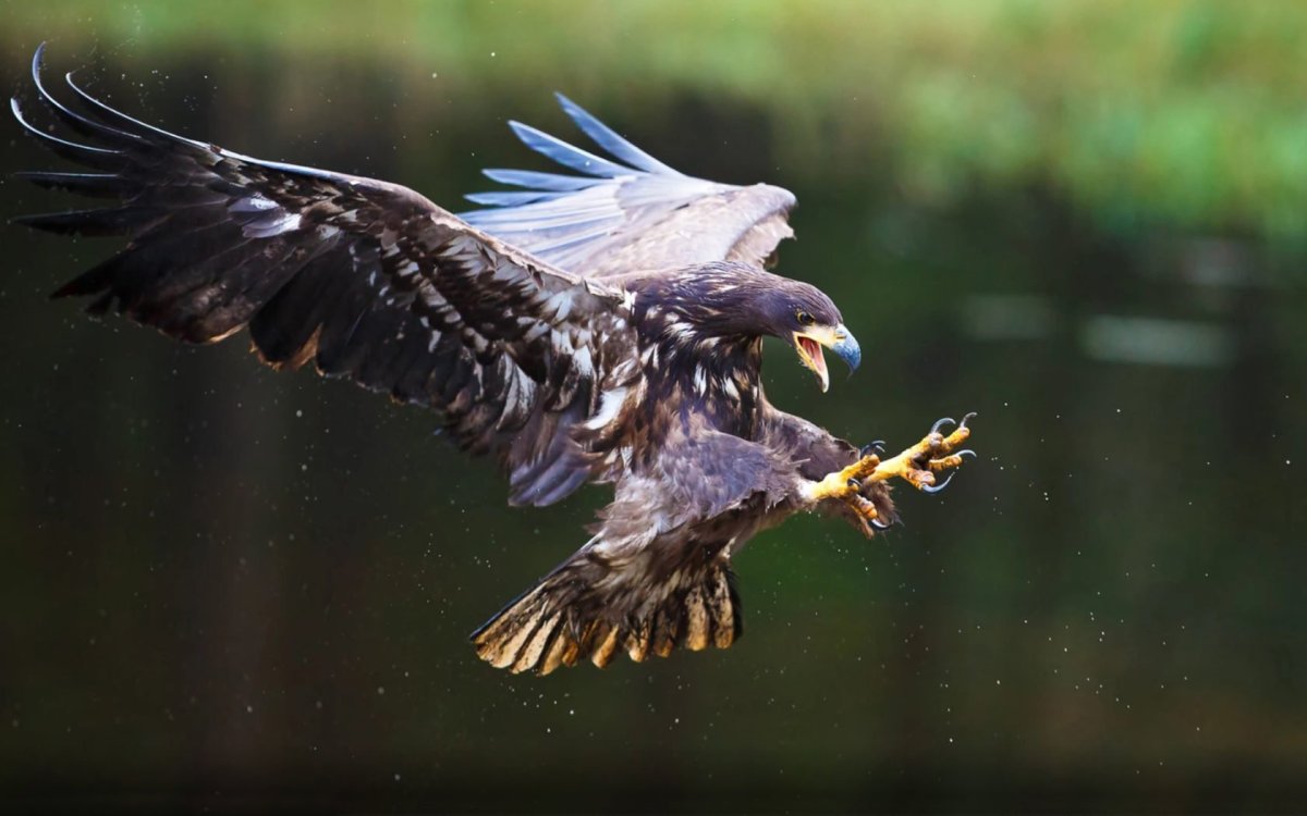 Сайрон Беркут