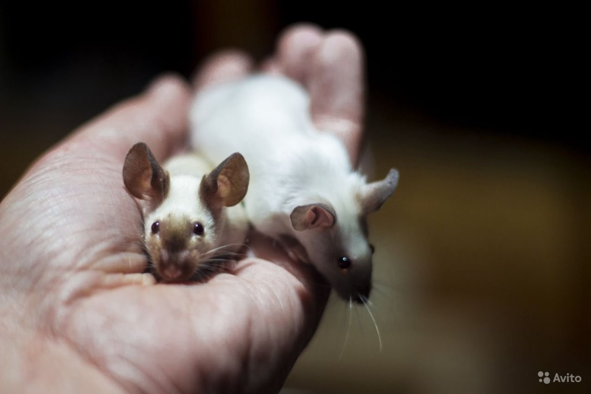 Сиамская сатиновая мышь