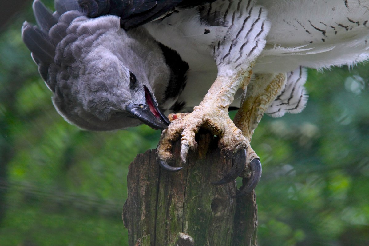 Южноамериканская Гарпия лапа