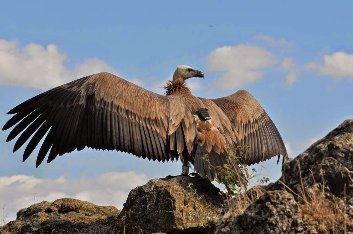 Аргентавис птица