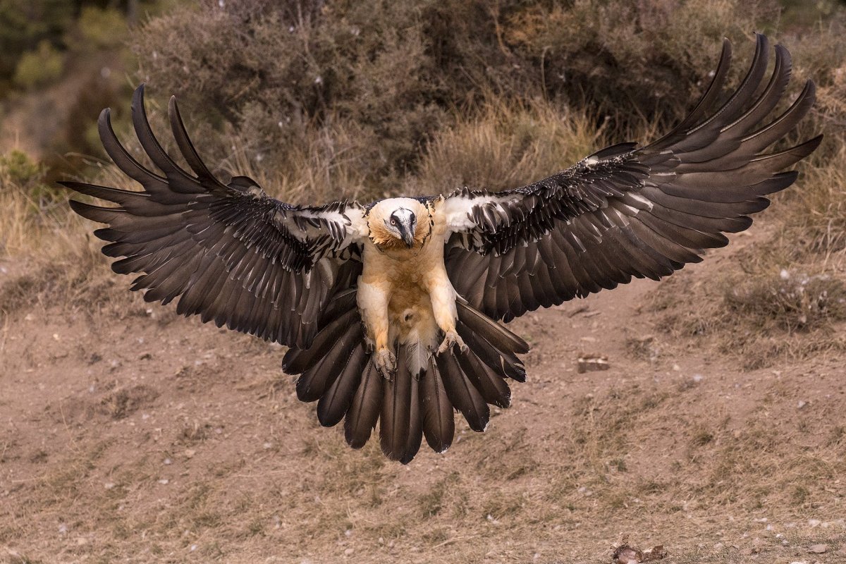 Кондор птица размах крыльев