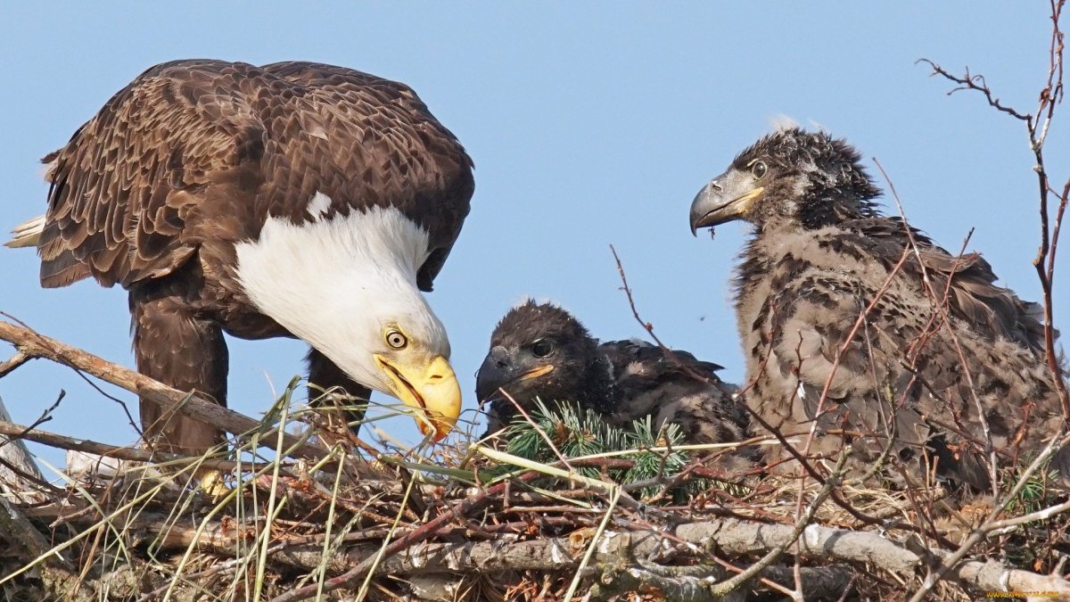 Птенцы хищных птиц