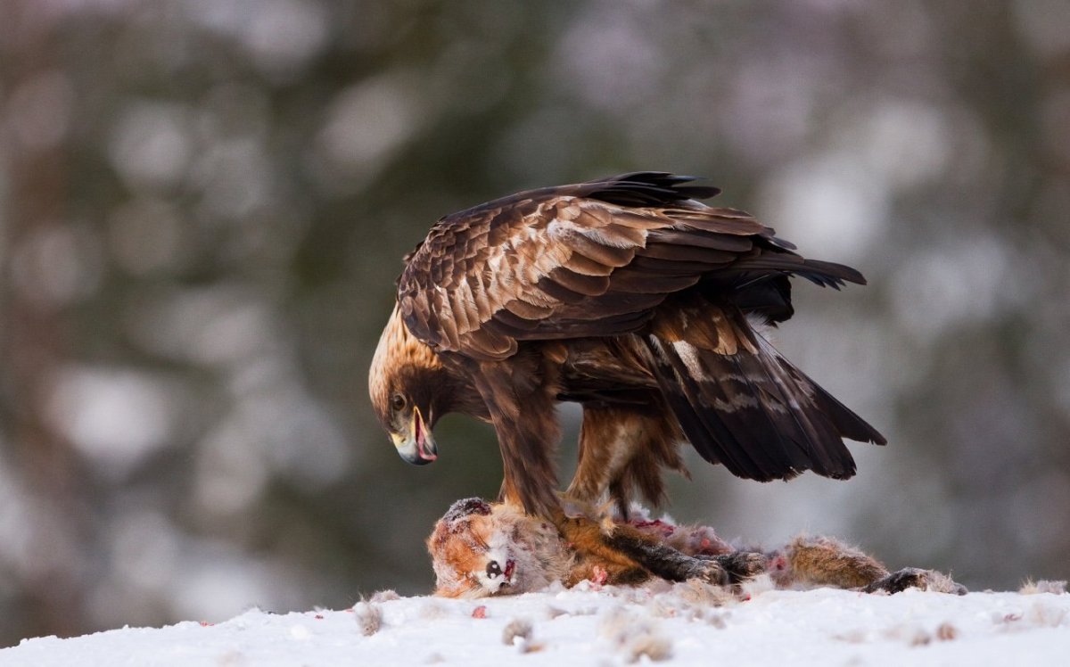 Беркут и Орлан белохвост