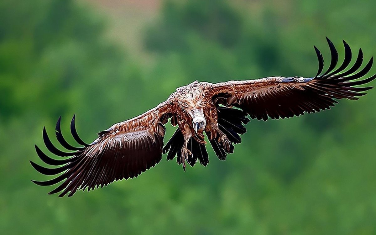 Орлан Орел Коршун