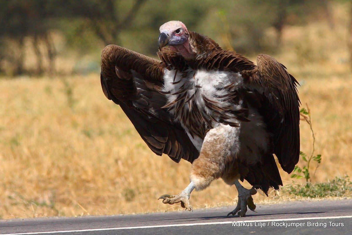Птица падальщик Кондор пустыня